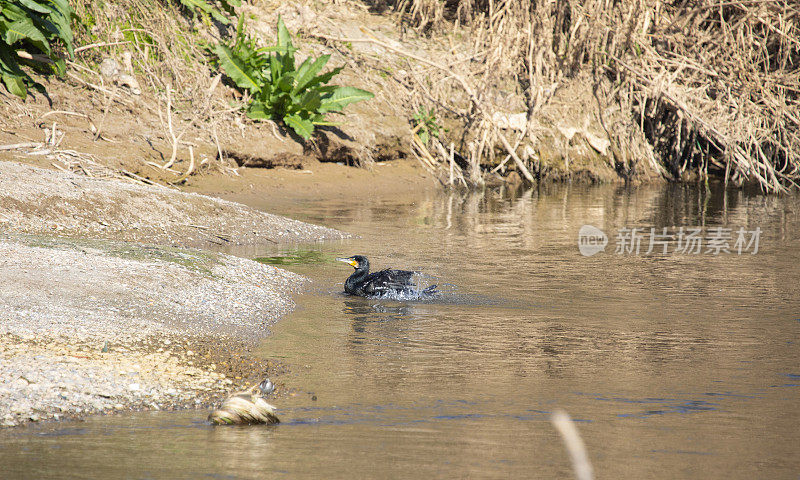 Phalacrocorax carbo在洗澡- Llobregat河-巴塞罗那